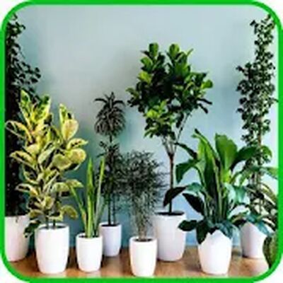 Indoor Plants