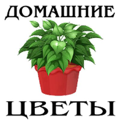 Домашние Цветы