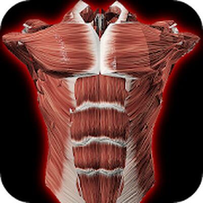 Download Muscular System 3D (anatomy) (Pro Version MOD) for Android