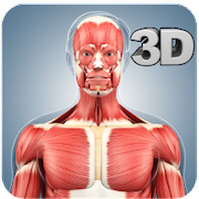 Muscle Anatomy Pro.