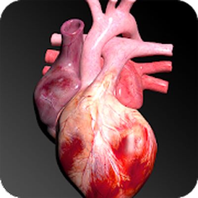 Circulatory System in 3D (Anatomy)