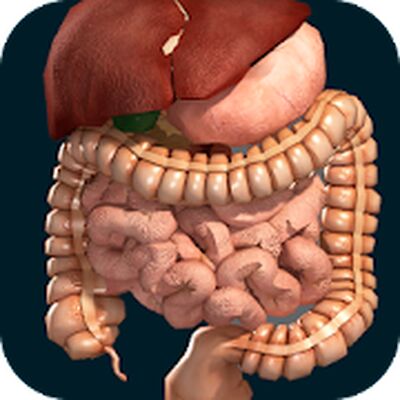 Internal Organs in 3D (Anatomy)