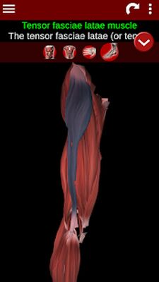 Download Muscular System 3D (anatomy) (Pro Version MOD) for Android