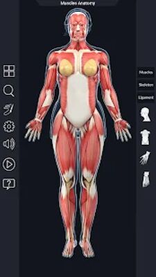 Download Muscle Anatomy Pro. (Premium MOD) for Android