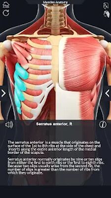 Download Muscle Anatomy Pro. (Premium MOD) for Android